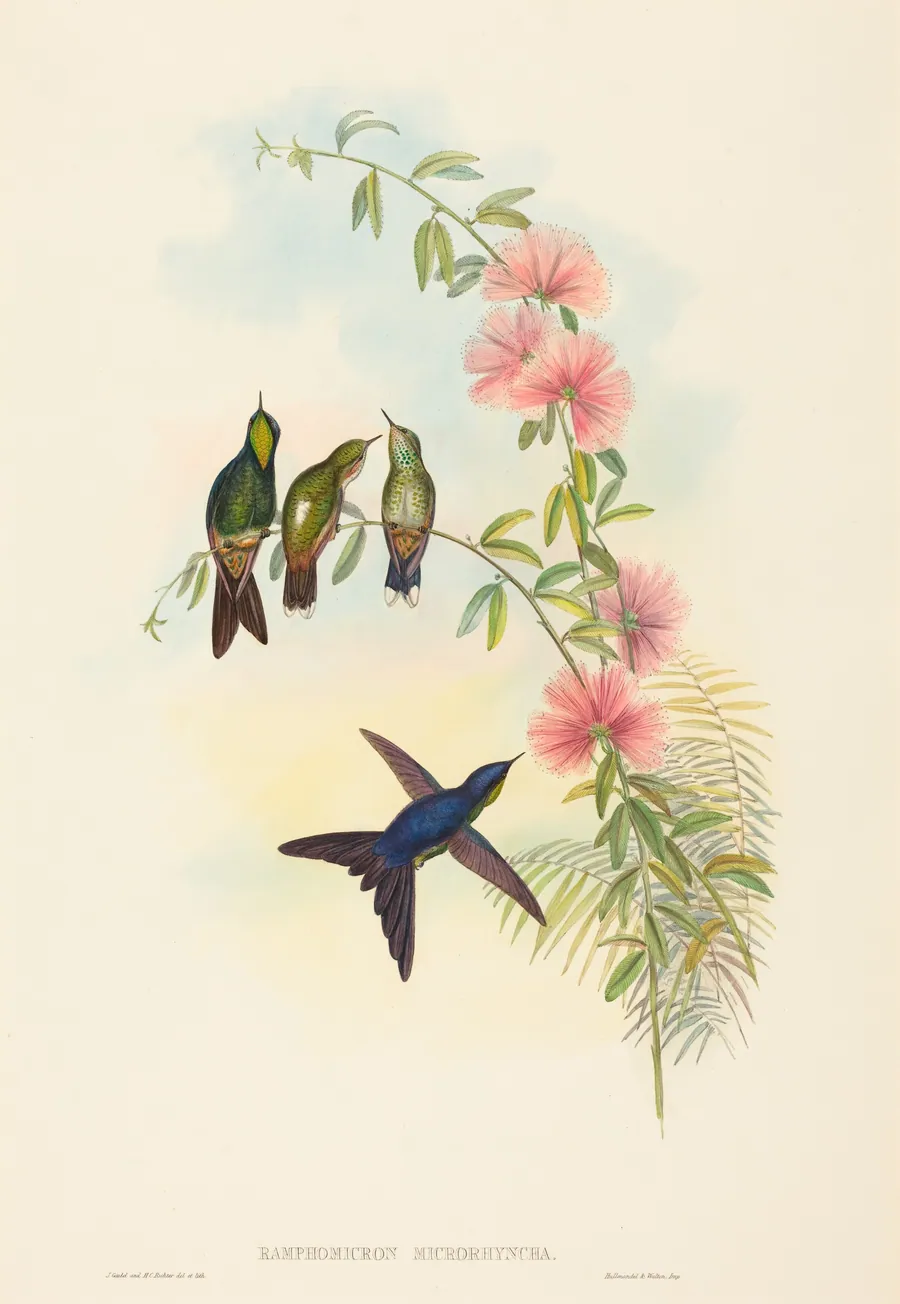 Ramphomicron microrhyncha (Small-billed Thornbill) by John Gould