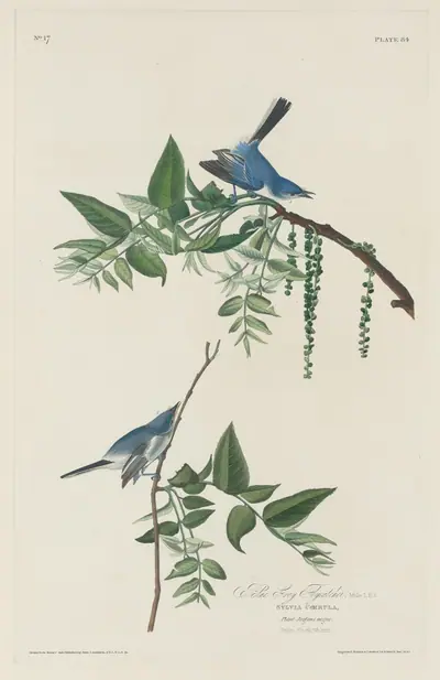 Blue-grey Flycatcher