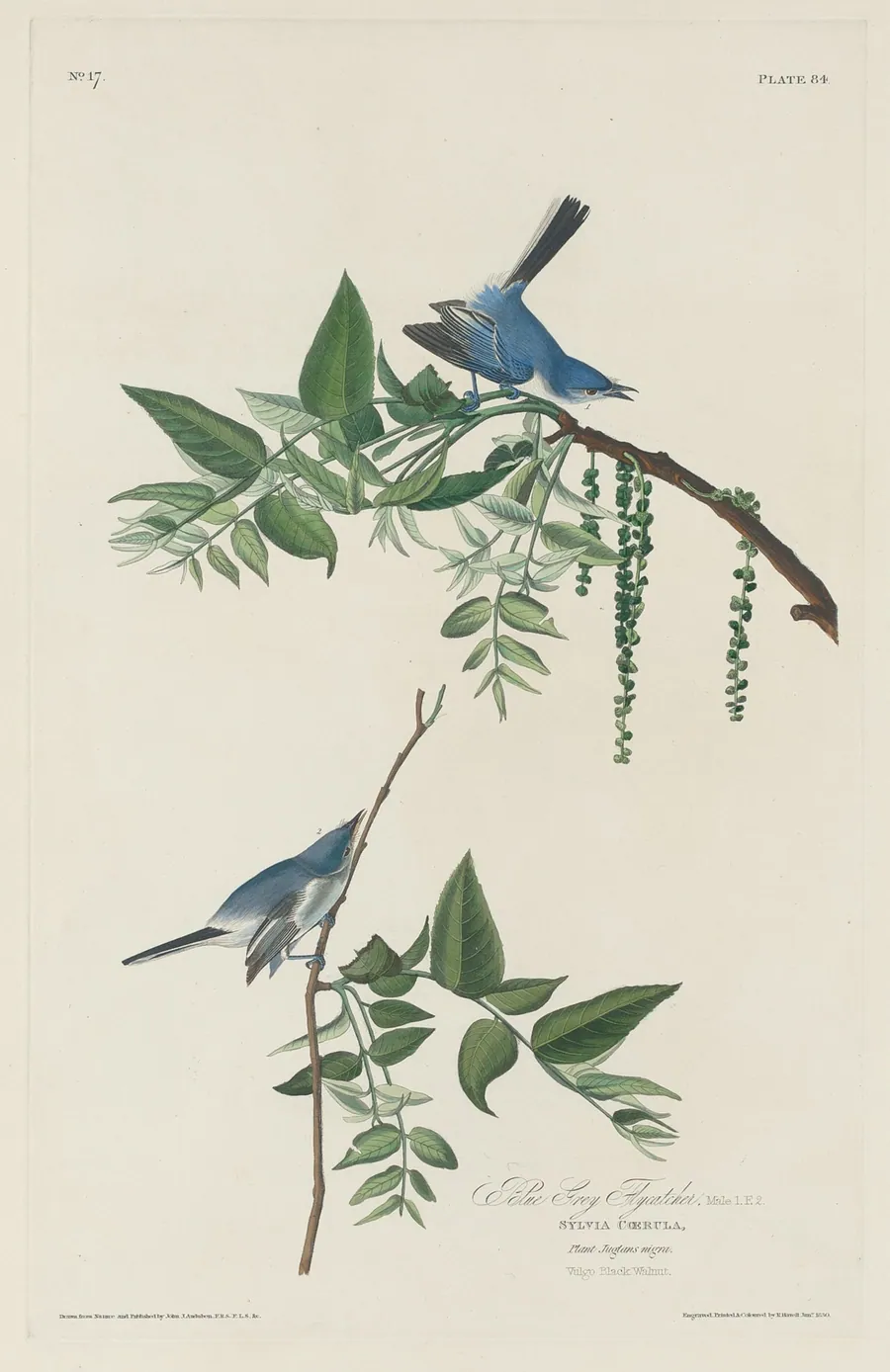 Blue-grey Flycatcher by Robert Havell, Jr.