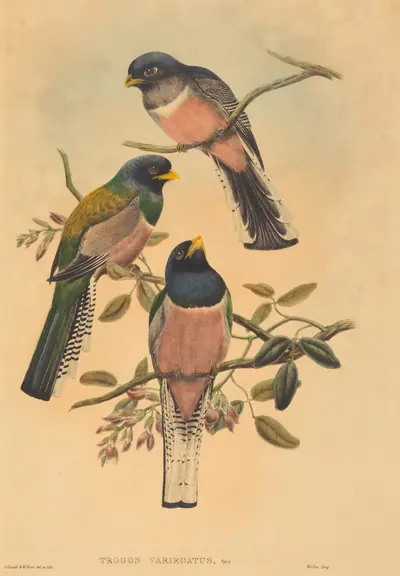 Trogan variegatus