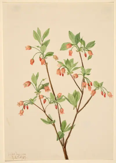 Menziesea (Menziesea glabella)