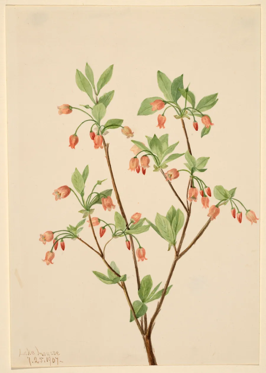 Menziesea (Menziesea glabella) by Mary Vaux Walcott, born Philadelphia, PA 1860-died St. Andrews, New Brunswick, Canada 1940