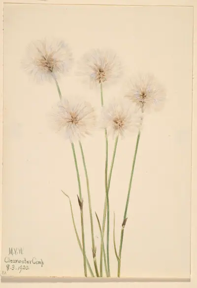 Slender Cotton-Grass (Eriophorum chamissonis)