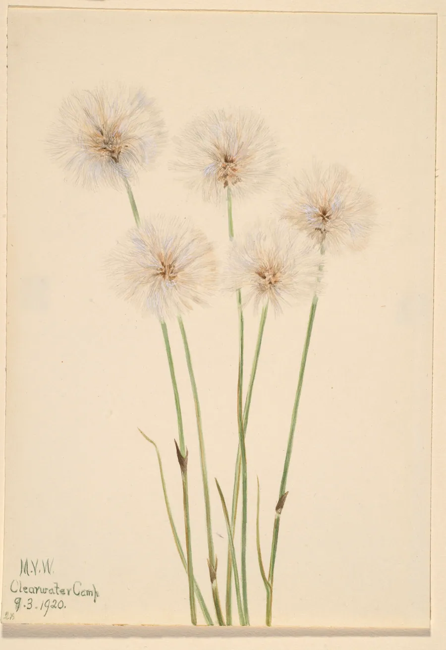 Slender Cotton-Grass (Eriophorum chamissonis) by Mary Vaux Walcott, born Philadelphia, PA 1860-died St. Andrews, New Brunswick, Canada 1940