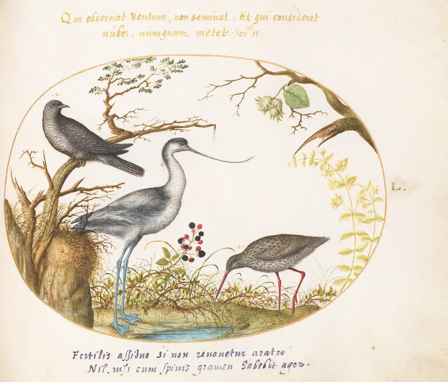 Plate 50: An Avocet with Two Other Birds by Joris Hoefnagel