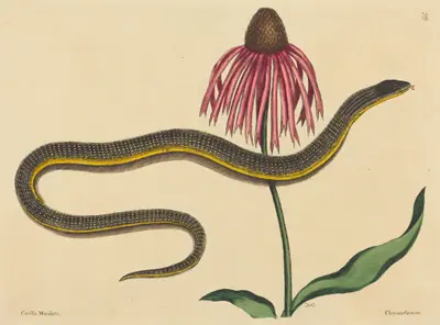 The Glass Snake (Anguis ventralis)