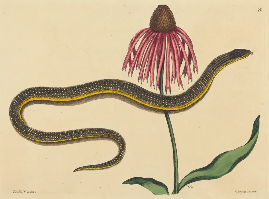 The Glass Snake (Anguis ventralis) by Mark Catesby