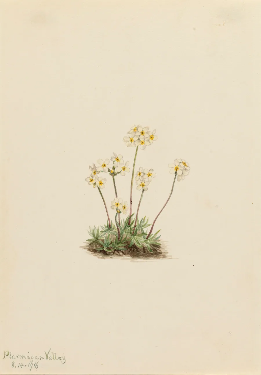 Sweet Androsace (Androsace carinata) by Mary Vaux Walcott, born Philadelphia, PA 1860-died St. Andrews, New Brunswick, Canada 1940