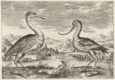 Spoonbill and Avocet