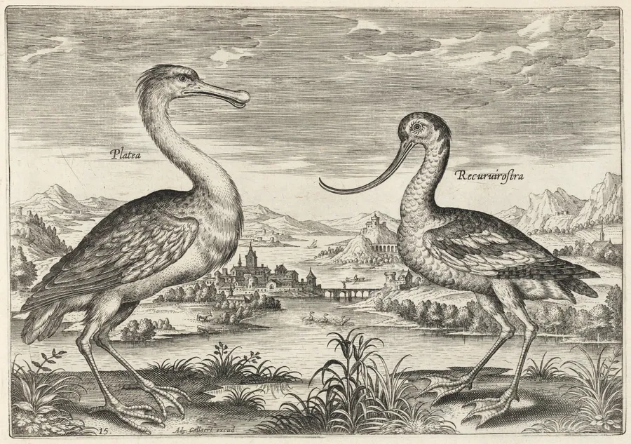 Spoonbill and Avocet by Adriaen Collaert