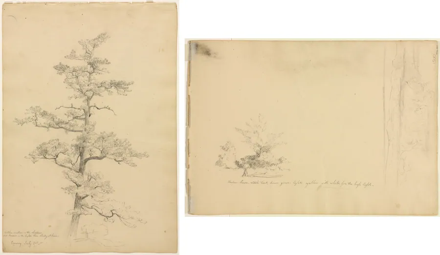Pine Tree, Conway, New Hampshire (recto); Landscape and Tree Studies (verso) by David Johnson