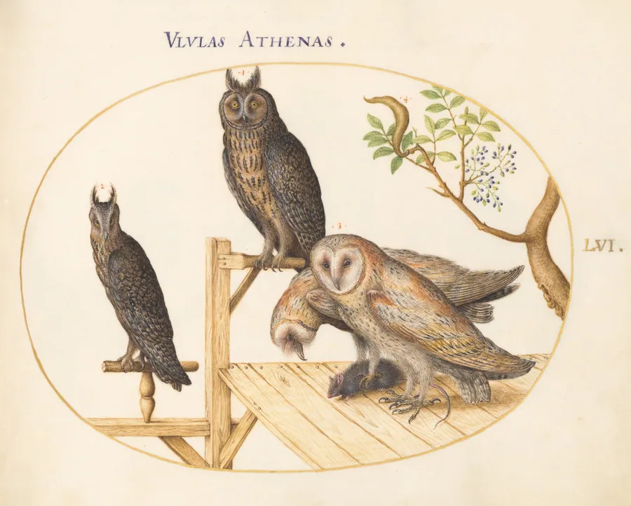 Plate 56: Barn Owls with a Mouse, Eagle Owl(?) and Another Owl by Joris Hoefnagel