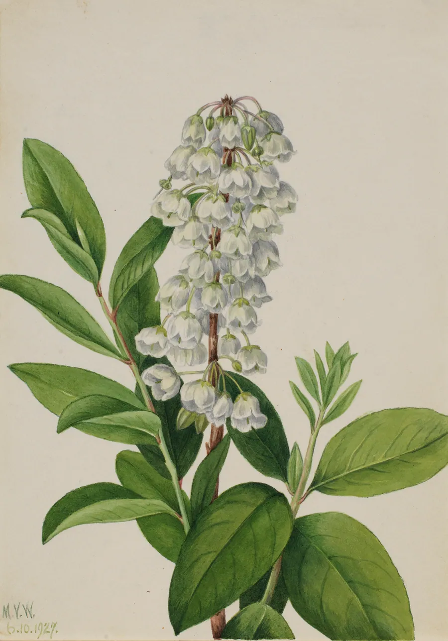 Zenobia (Zenobia cassinifolia) by Mary Vaux Walcott, born Philadelphia, PA 1860-died St. Andrews, New Brunswick, Canada 1940