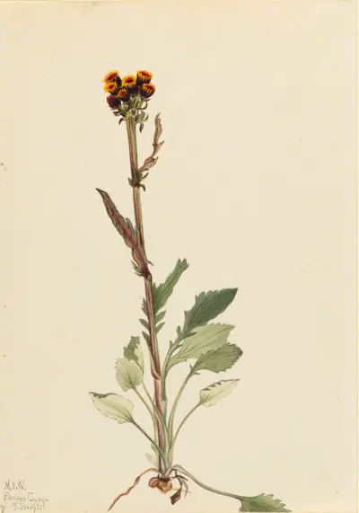 Rayless Groundsel (Senecio pauciflorus)