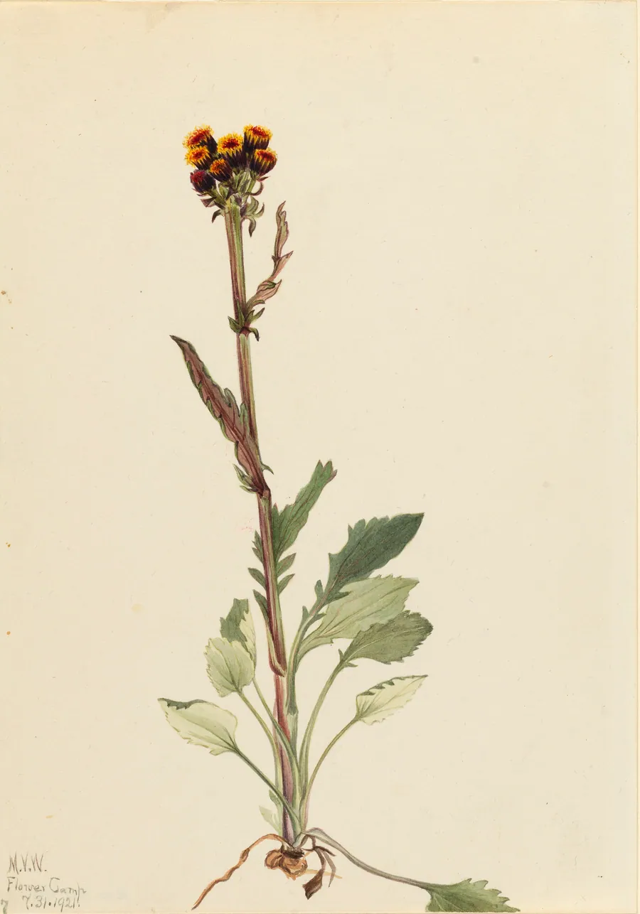 Rayless Groundsel (Senecio pauciflorus) by Mary Vaux Walcott, born Philadelphia, PA 1860-died St. Andrews, New Brunswick, Canada 1940