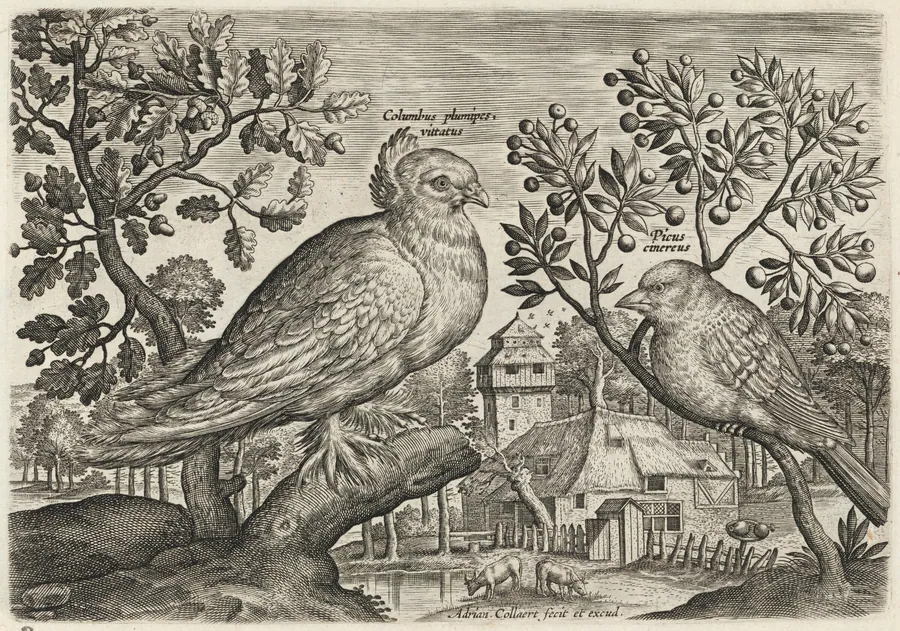 Pigeon and Finch by Adriaen Collaert