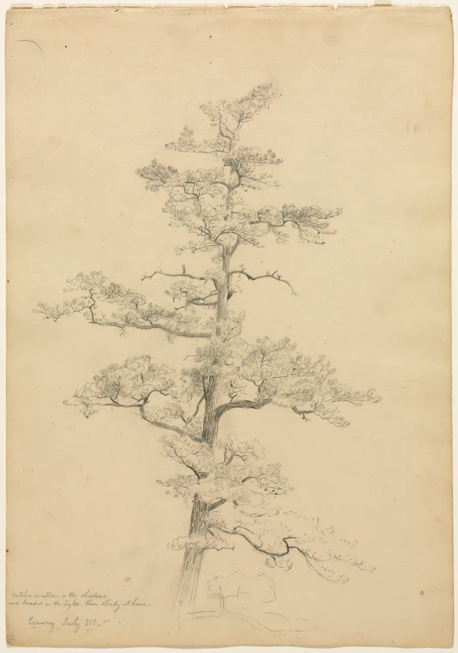 Pine Tree, Conway, New Hampshire (recto) by David Johnson