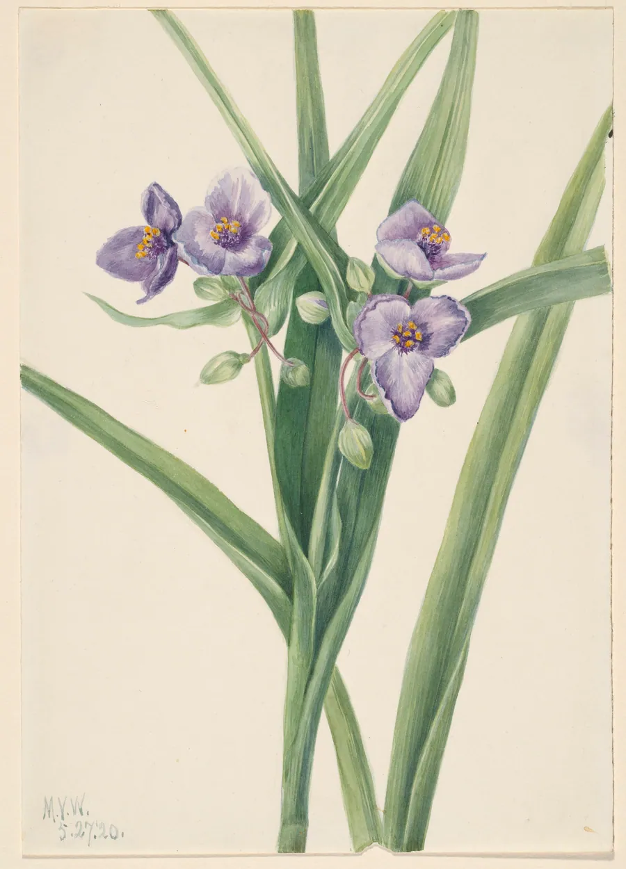 Virginia Spiderwort (Tradescantia virginiana) by Mary Vaux Walcott, born Philadelphia, PA 1860-died St. Andrews, New Brunswick, Canada 1940