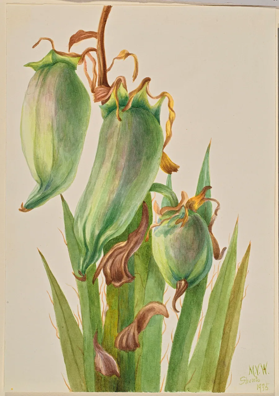 Spanish Bayonet (Yucca baccata) by Mary Vaux Walcott, born Philadelphia, PA 1860-died St. Andrews, New Brunswick, Canada 1940