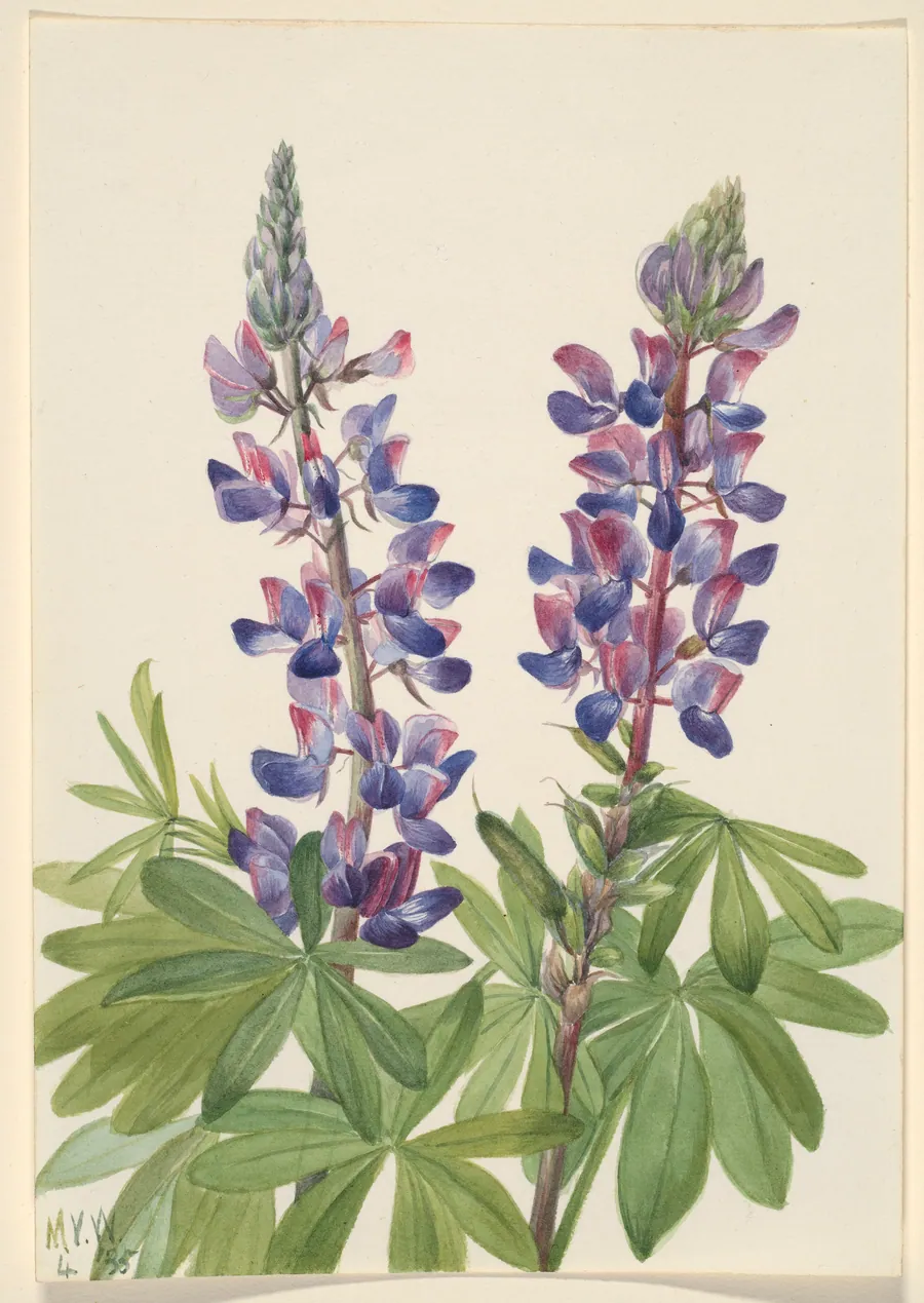 Lupine (Lupinus fornosus) by Mary Vaux Walcott, born Philadelphia, PA 1860-died St. Andrews, New Brunswick, Canada 1940