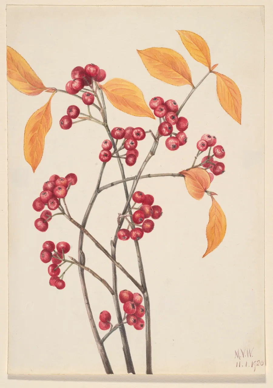 Red Chokeberry (Aronia arbutifolia) by Mary Vaux Walcott, born Philadelphia, PA 1860-died St. Andrews, New Brunswick, Canada 1940