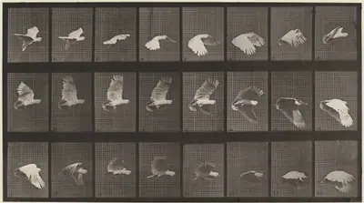 Plate Number 758. Cockatoo flying
