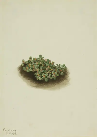 Snow Willow (Salix nivalis)