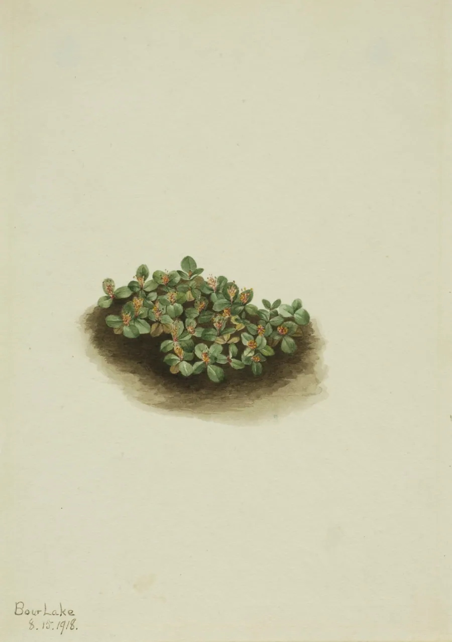 Snow Willow (Salix nivalis) by Mary Vaux Walcott, born Philadelphia, PA 1860-died St. Andrews, New Brunswick, Canada 1940