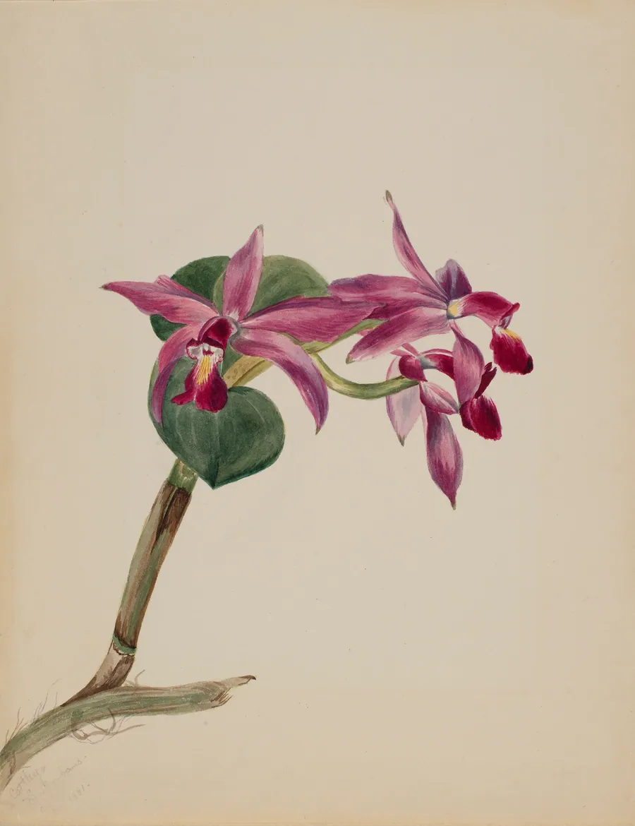 Cattlaya superbus by Mary Vaux Walcott, born Philadelphia, PA 1860-died St. Andrews, New Brunswick, Canada 1940