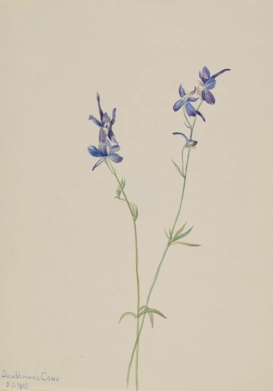 Blue Larkspur (Delphinium nuttallianum) by Mary Vaux Walcott, born Philadelphia, PA 1860-died St. Andrews, New Brunswick, Canada 1940