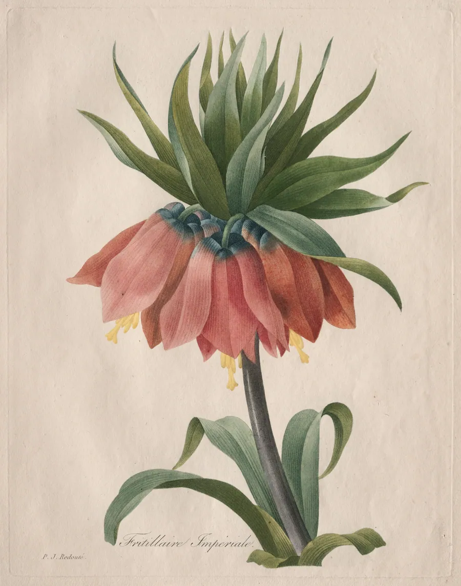 Crown Imperial Fritillary by Henri Joseph Redouté