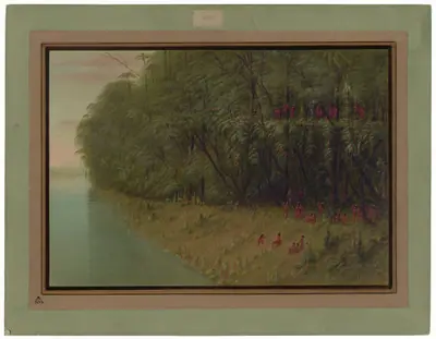 An Amazon Forest - Looking Ashore