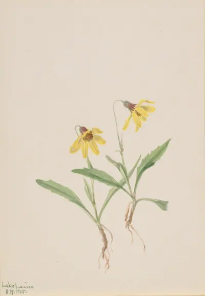Lake Louise Arnica (Arnica louisiana)