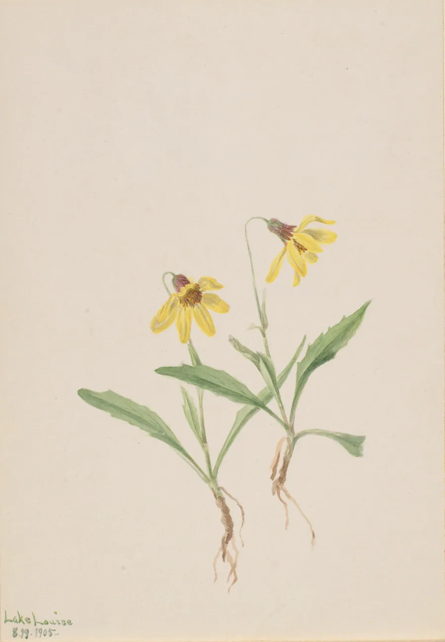 Lake Louise Arnica (Arnica louisiana) by Mary Vaux Walcott, born Philadelphia, PA 1860-died St. Andrews, New Brunswick, Canada 1940