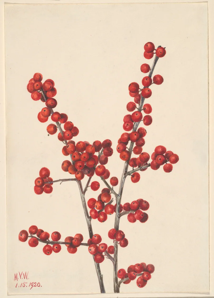Winterberry (Ilex verticillata) by Mary Vaux Walcott, born Philadelphia, PA 1860-died St. Andrews, New Brunswick, Canada 1940