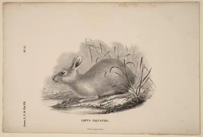 Lepus Palustris