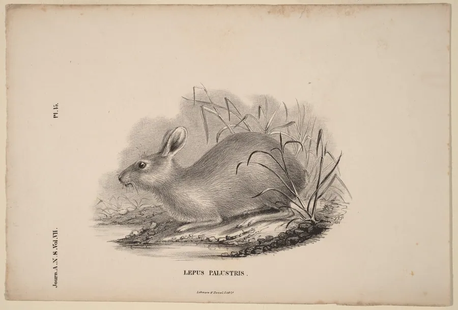 Lepus Palustris by Titian Ramsay Peale