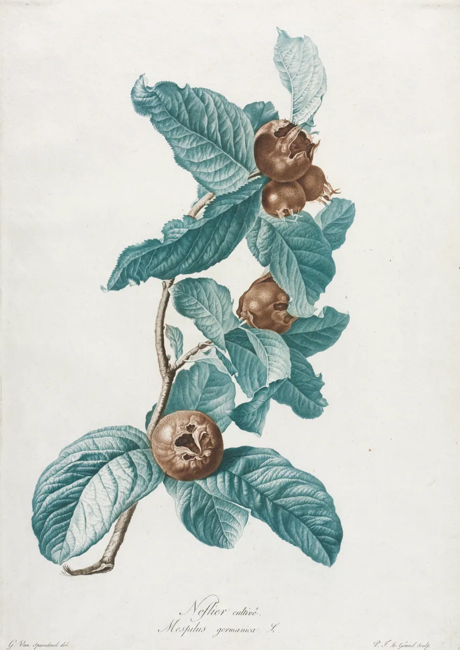Cultivated Medlar (Mespilus germanica) by Gerard van Spaendonck