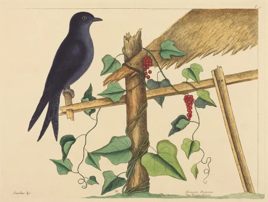 The Purple Martin (Hirundo purpurea) by Mark Catesby