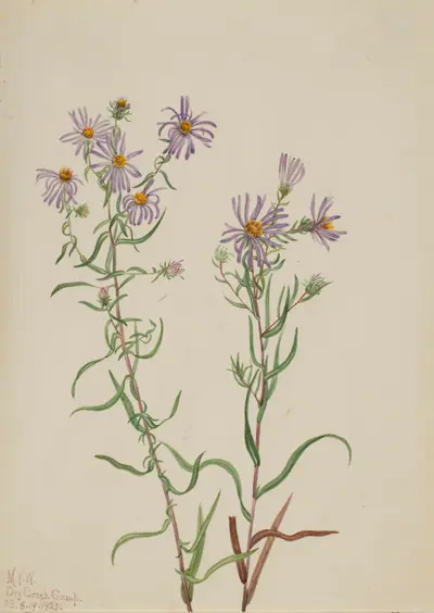 Prairie Aster (Aster campestris)