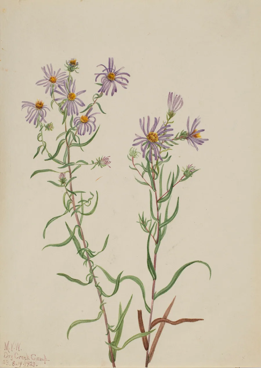 Prairie Aster (Aster campestris) by Mary Vaux Walcott, born Philadelphia, PA 1860-died St. Andrews, New Brunswick, Canada 1940