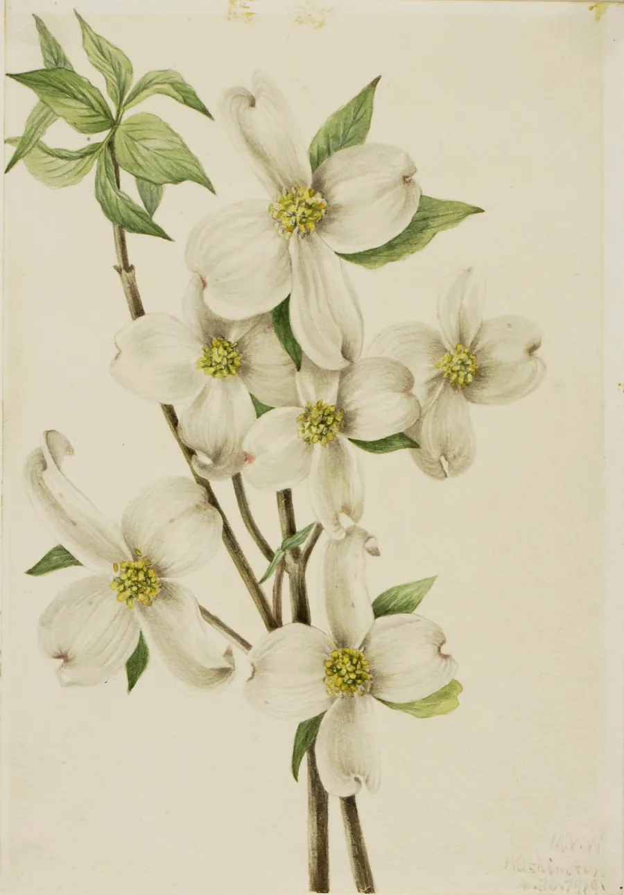 Flowering Dogwood (Cornus florida) by Mary Vaux Walcott, born Philadelphia, PA 1860-died St. Andrews, New Brunswick, Canada 1940