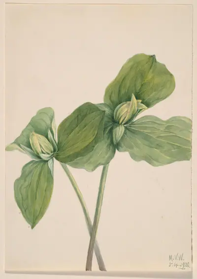 Toad Trillium (Trillium sessile)