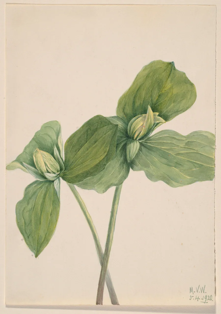 Toad Trillium (Trillium sessile) by Mary Vaux Walcott, born Philadelphia, PA 1860-died St. Andrews, New Brunswick, Canada 1940