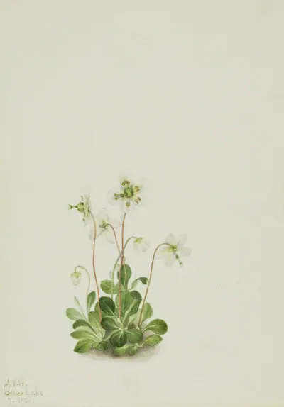 Wood Nymph (Moneses uniflora)