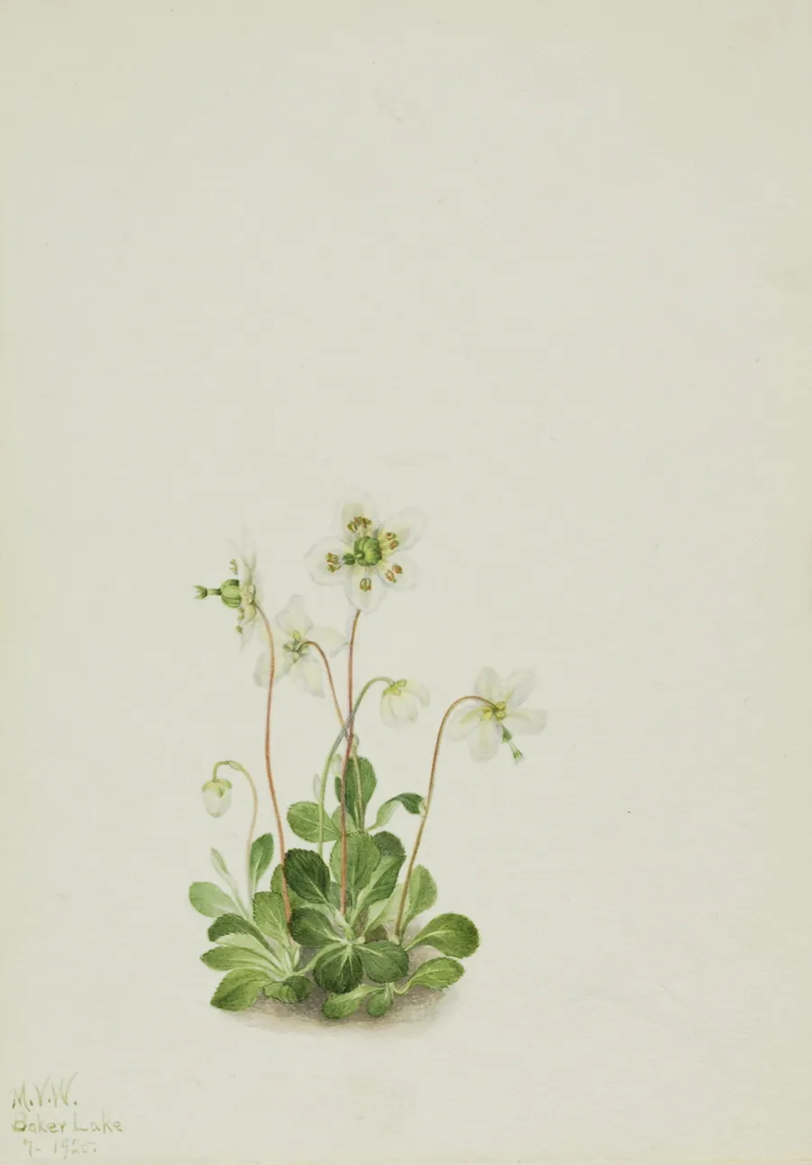 Wood Nymph (Moneses uniflora) by Mary Vaux Walcott, born Philadelphia, PA 1860-died St. Andrews, New Brunswick, Canada 1940