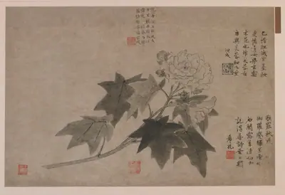 Hibiscus