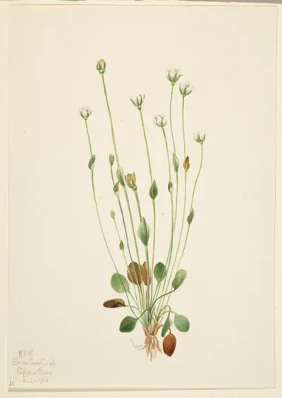Gray Ragwort (Senecio canus)