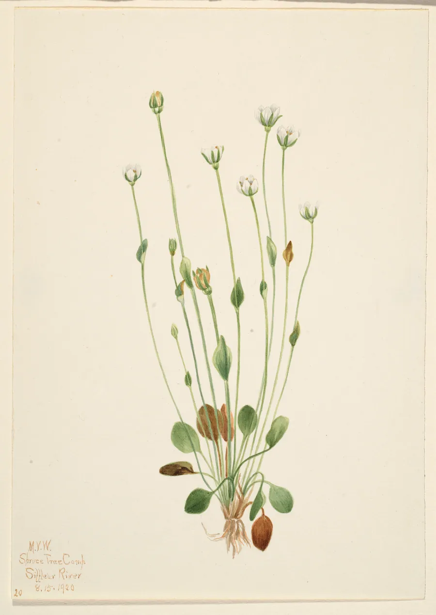 Gray Ragwort (Senecio canus) by Mary Vaux Walcott, born Philadelphia, PA 1860-died St. Andrews, New Brunswick, Canada 1940