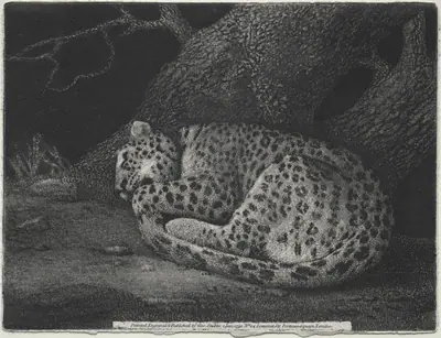 A Sleeping Leopard